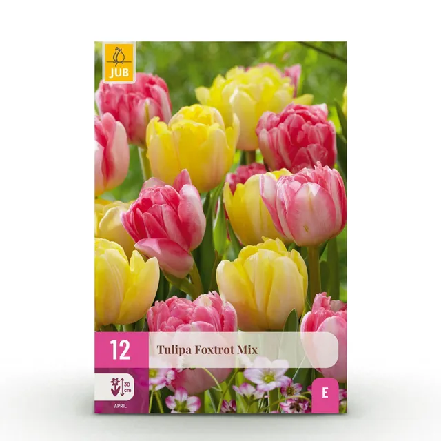 green-guardia-unsere-pflanzen-tulpe-foxtrot-blumenzwiebeln-12-st-ck-bunt image 1