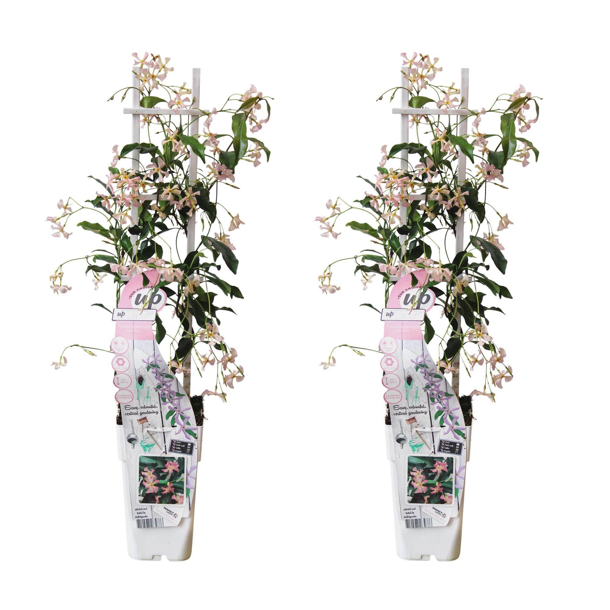 green-guardia-star-of-ibiza-toskanischer-jasmin-1-pflanze-15cm-rosa image 7
