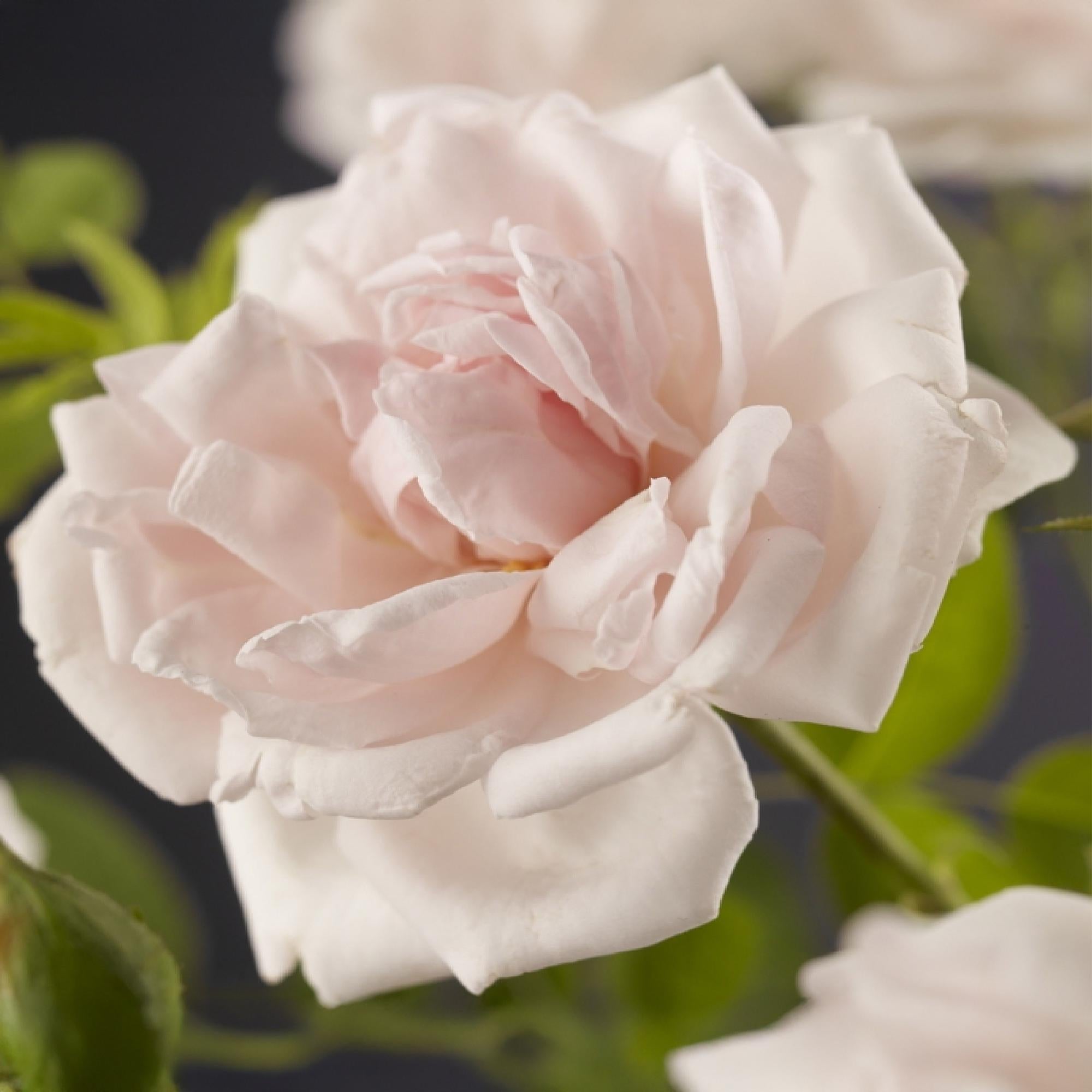 green-guardia-new-dawn-kletterrose-hellrosa-2-pflanzen-11-cm image 4