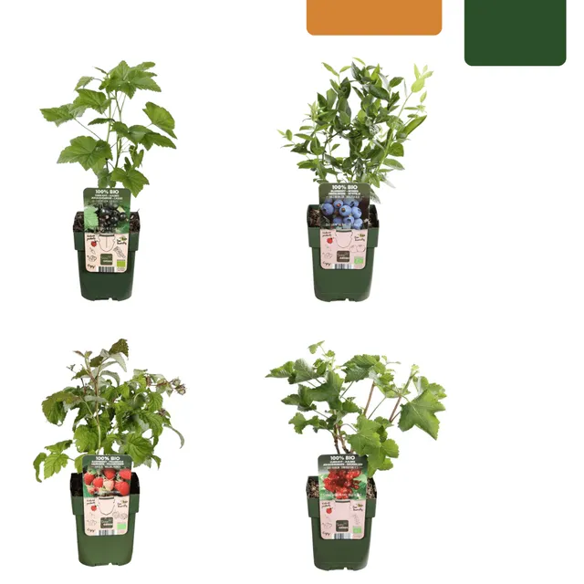 green-guardia-unsere-pflanzen-bio-obstpflanzen-mix-4-sorten image 1