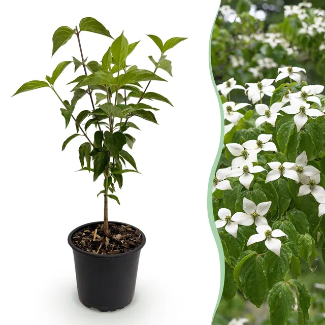 green-guardia-cornus-kousa-chinensis-bl-tenstrauch-12cm-topf-wei image 1