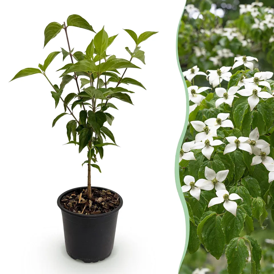 green-guardia-cornus-kousa-chinensis-bl-tenstrauch-12cm-topf-wei image 1