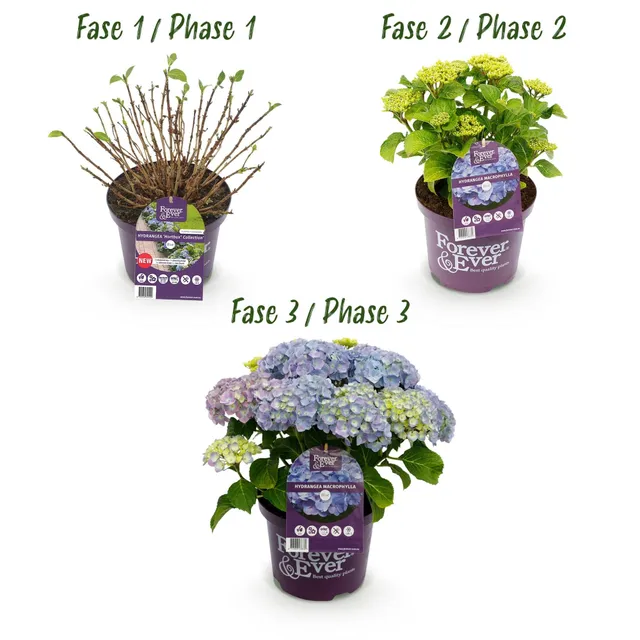 green-guardia-forever-ever-hortensie-blau-23-cm-topf-55-cm image 1