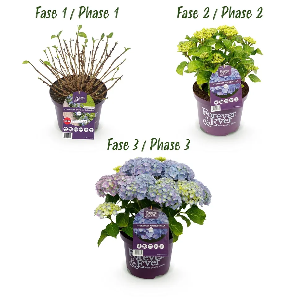 green-guardia-forever-ever-hortensie-blau-23-cm-topf-55-cm image 1