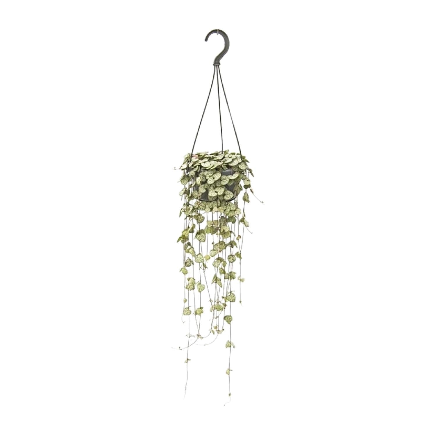 green-guardia-ceropegia-woodii-leuchterblume-50-cm-topf image 1