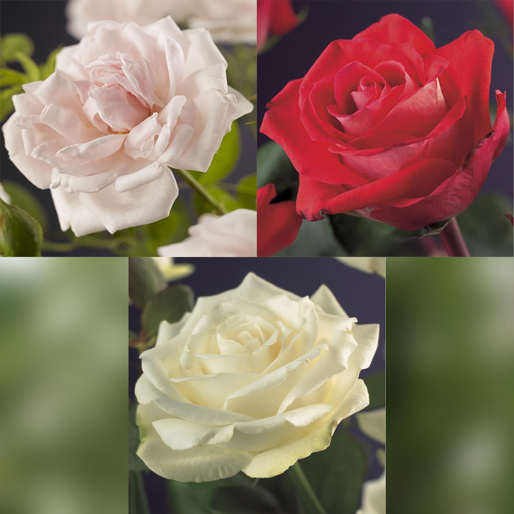 green-guardia-rosa-tricolour-kletterrose-3x-40-cm-mehrfarbig-duftend image 3