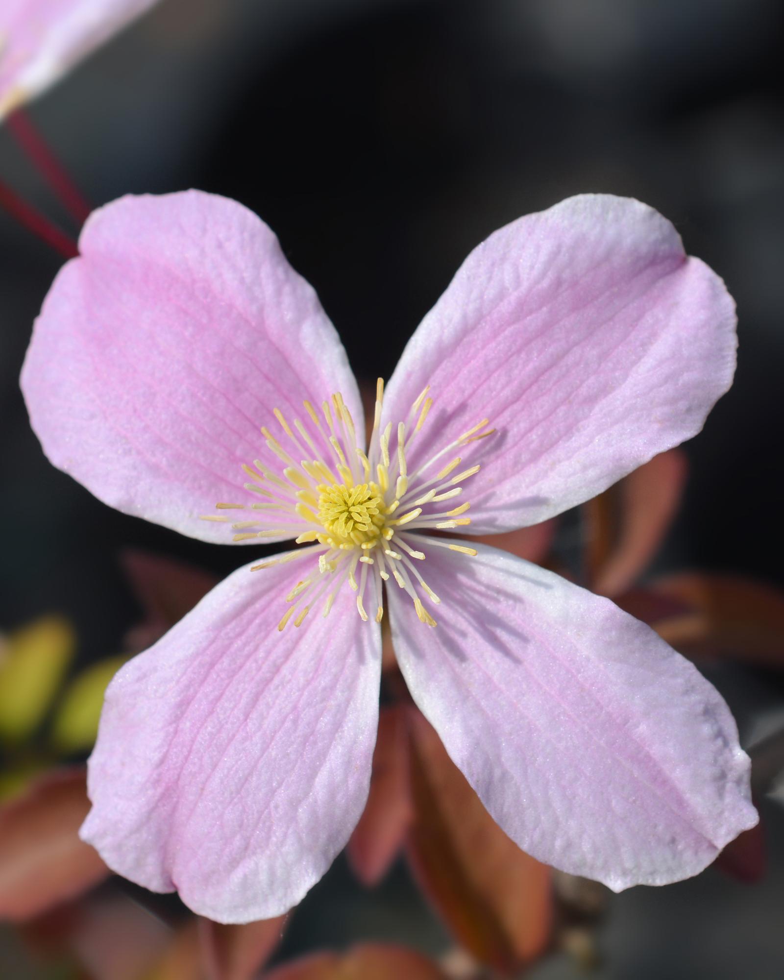 green-guardia-fragrant-spring-clematis-kletterpflanze-hellrosa image 2
