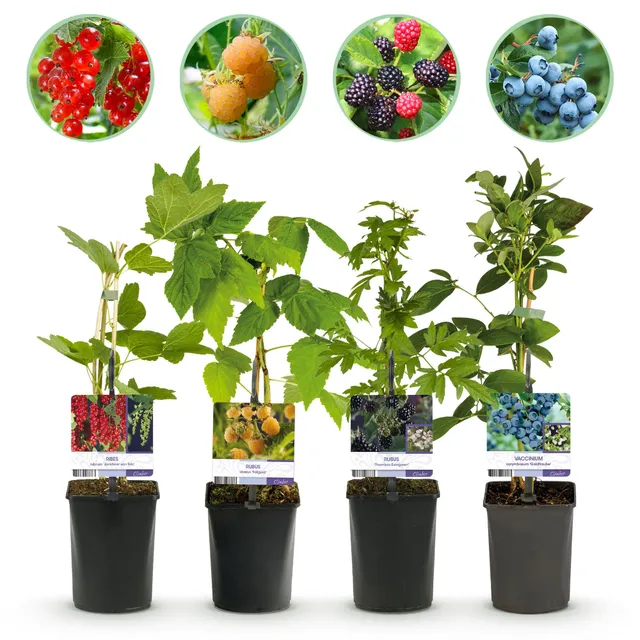 green-guardia-unsere-pflanzen-beerenmix-obstpflanzen-4x-11cm-topf image 1
