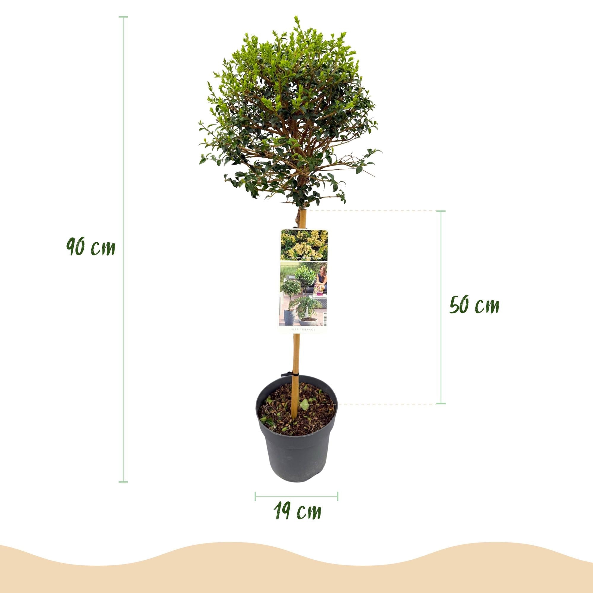 green-guardia-ligustrum-delavayanum-stamm-90-cm-immergr-n image 2