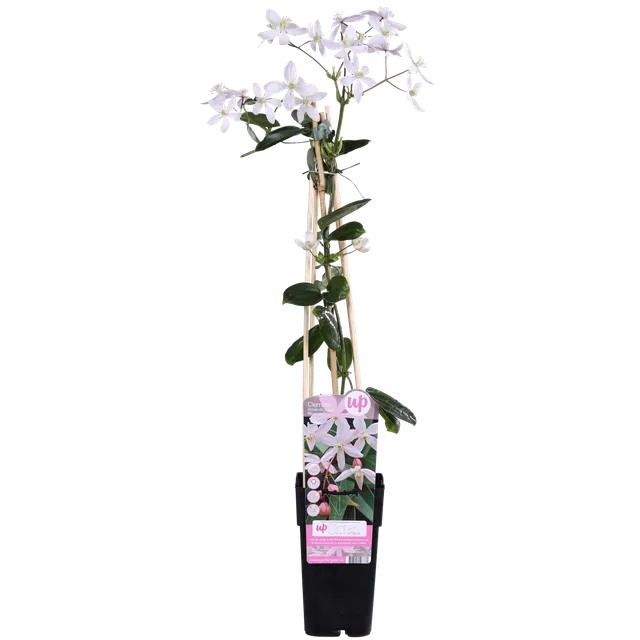 green-guardia-apple-blossom-clematis-15cm-immergr-n-hellrosa image 1