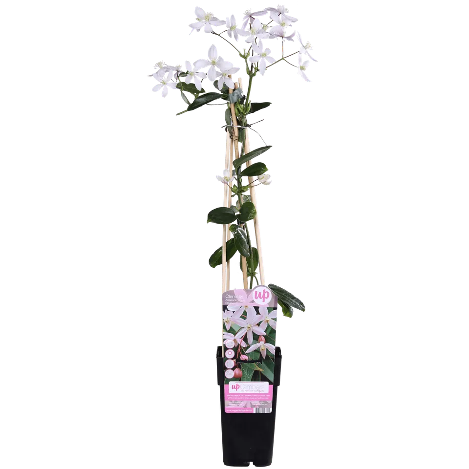 green-guardia-apple-blossom-clematis-15cm-immergr-n-hellrosa image 1