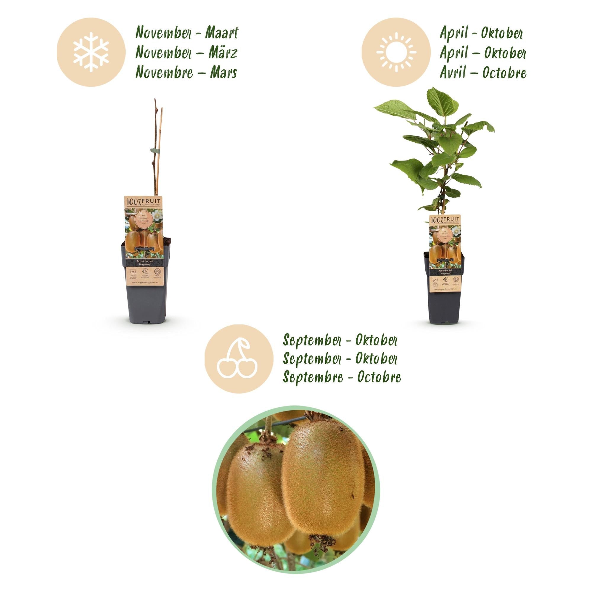 green-guardia-unsere-pflanzen-kiwi-weiki-hayward-pflanzen-2er-set-fruchttragend image 3