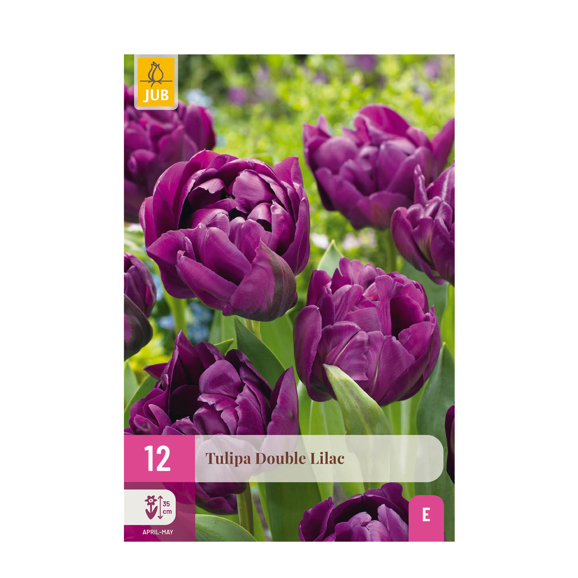 green-guardia-unsere-pflanzen-double-lilac-tulpe-blumenzwiebeln-50-st-ck image 1