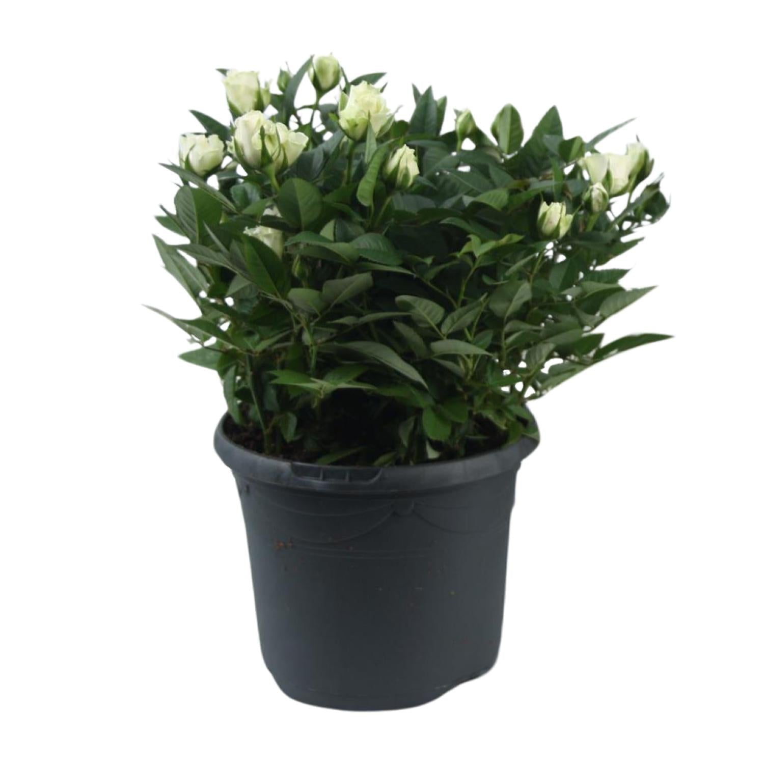 green-guardia-jewel-patio-white-beetrose-weiss-30-cm image 1