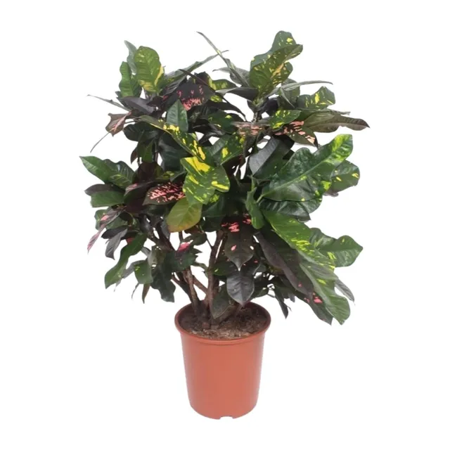 green-guardia-codiaeum-magnificent-croton-110-cm-27-cm-topf image 1