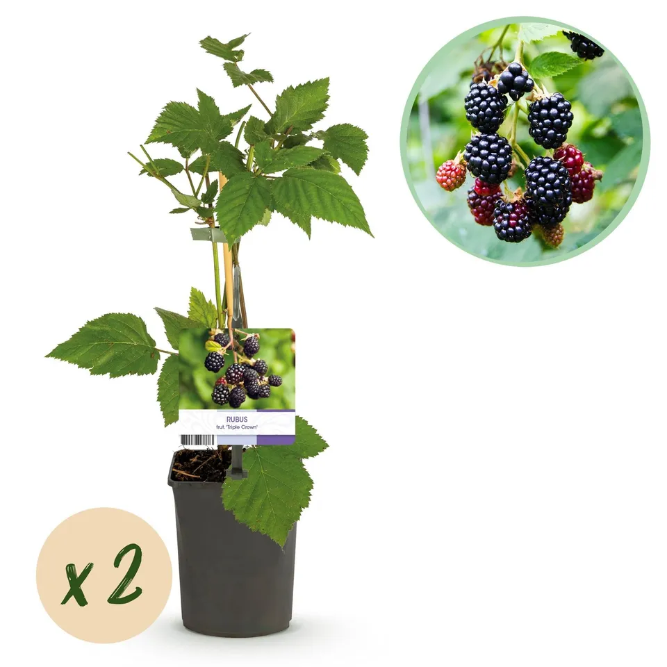 green-guardia-triple-crown-brombeere-pflanze-2x-11cm-topf-dornenlos image 1
