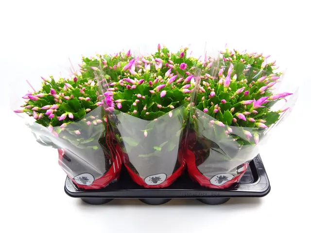 green-guardia-unsere-pflanzen-schlumbergera-weihnachtskaktus-rosa-35cm image 1