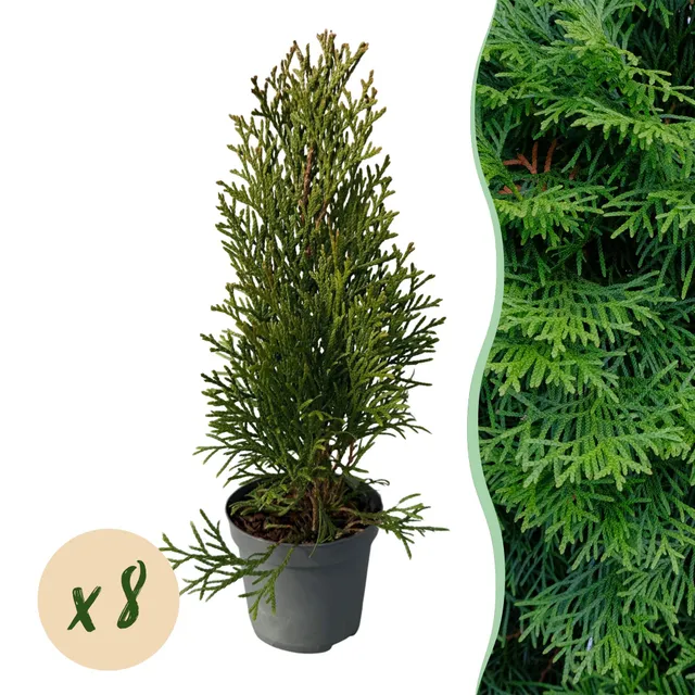 green-guardia-smaragd-thuja-heckenpflanze-8-pflanzen-immergr-n image 1
