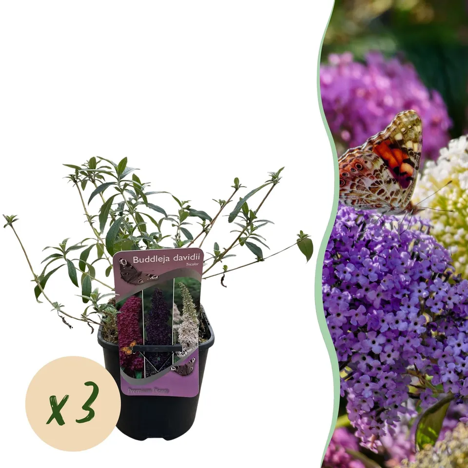 green-guardia-tricolour-schmetterlingsstrauch-3-pflanzen-rosa-wei-lila image 1