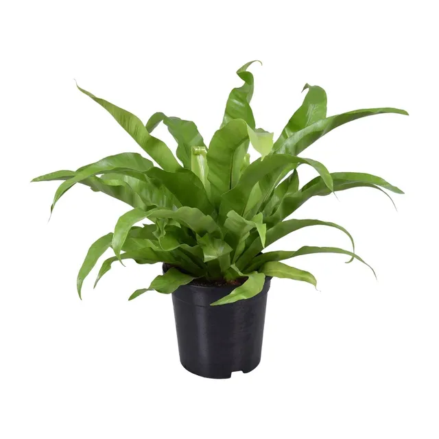 green-guardia-unsere-pflanzen-asplenium-nestfarn-17-cm-45-cm image 1