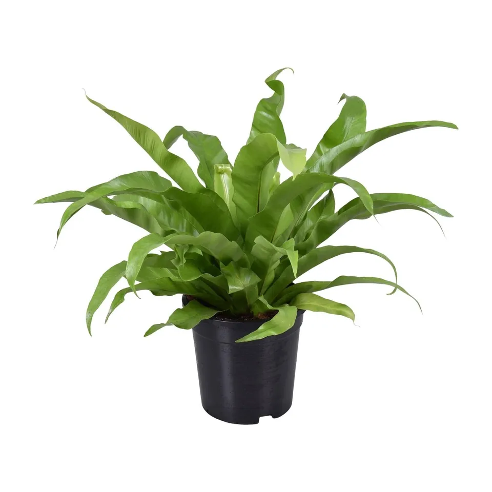 green-guardia-unsere-pflanzen-asplenium-nestfarn-17-cm-45-cm image 1