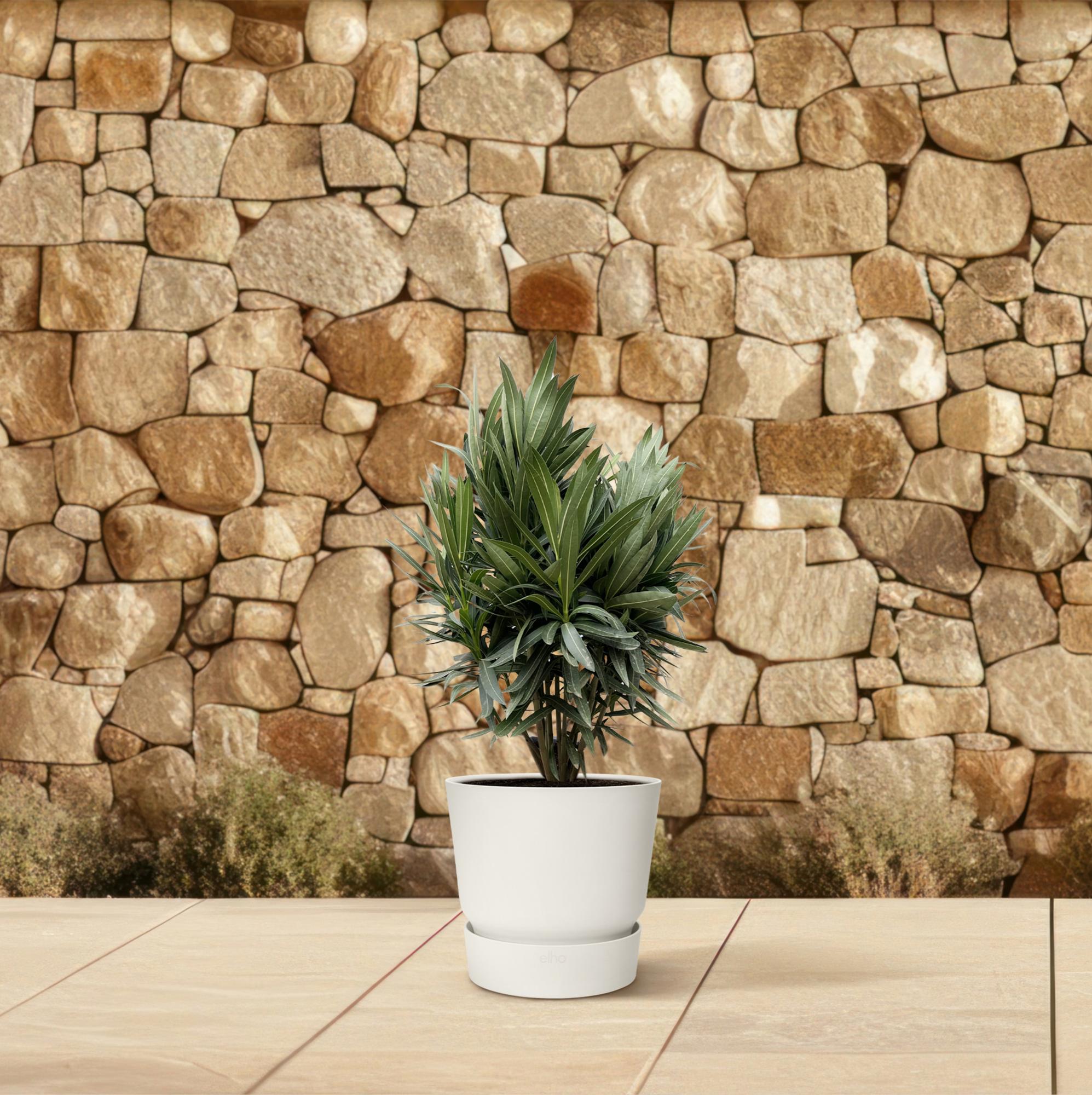 green-guardia-oleander-nerium-oleander-bl-hstrauch-70cm-19 image 4