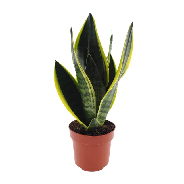 green-guardia-sansevieria-futura-superba-bogenhanf-30-45cm image 1
