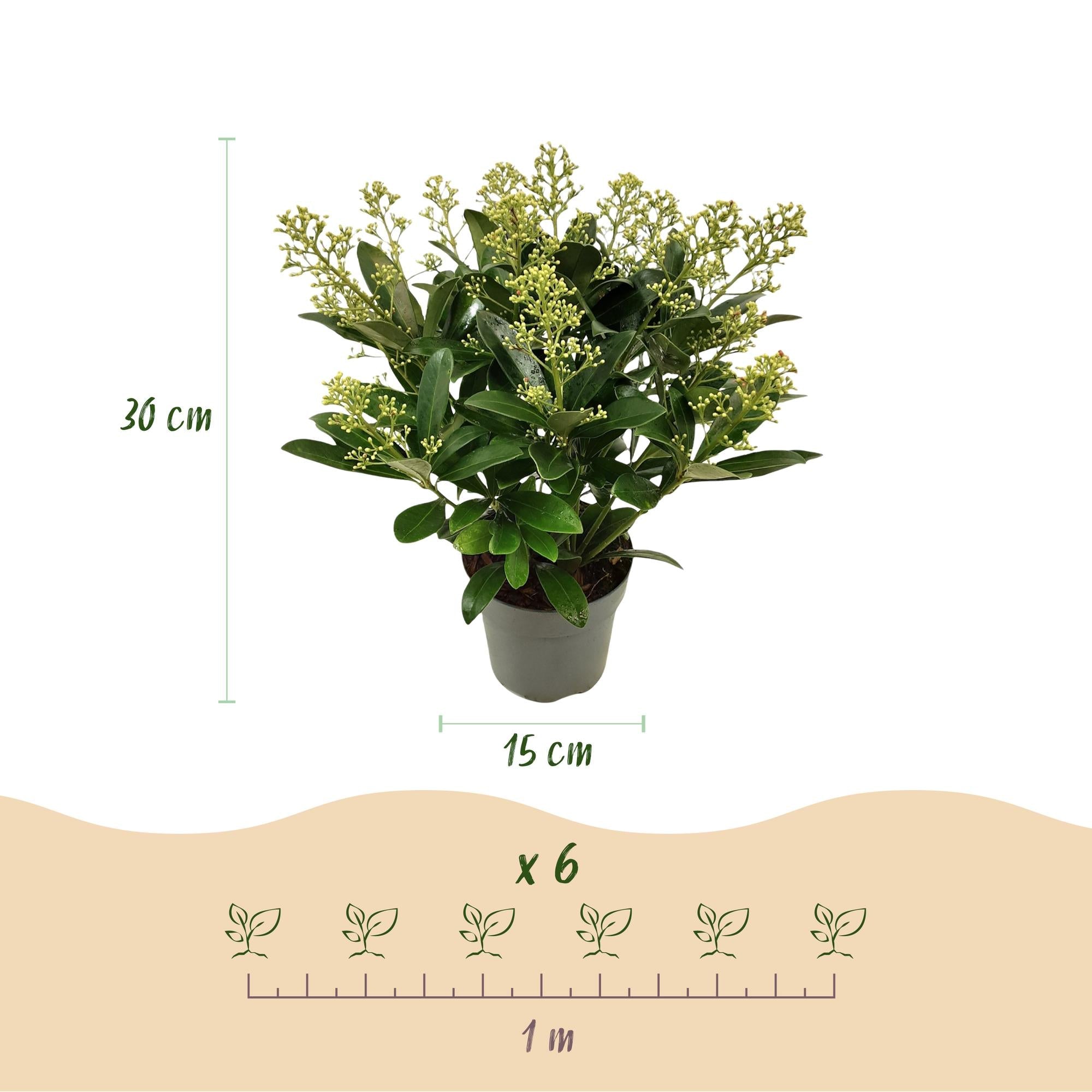 green-guardia-skimmia-finchy-wei-e-bl-ten-1-pflanze image 3