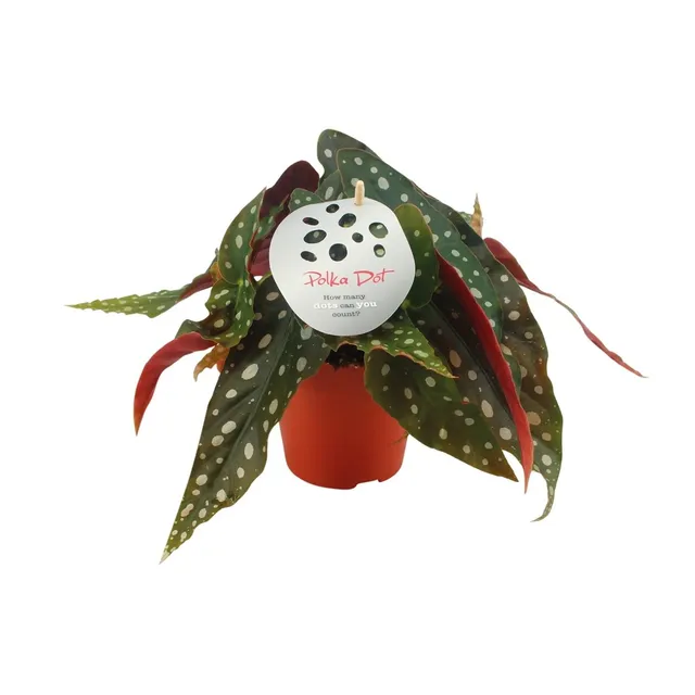 green-guardia-forellenbegonie-begonia-maculata-pflanze-12cm-topf image 1