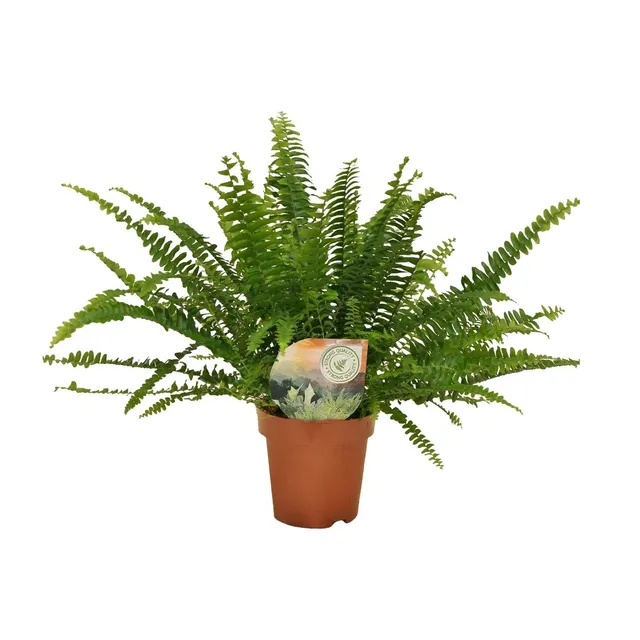 green-guardia-farn-green-lady-zimmerpflanze-nephrolepis-12-cm-30-cm image 1