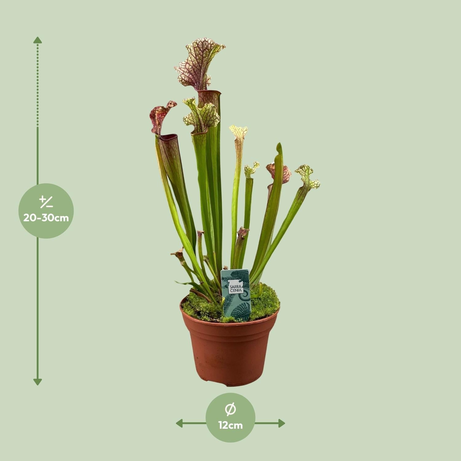 green-guardia-unsere-pflanzen-sarracenia-psittacina-12-cm-topf image 8