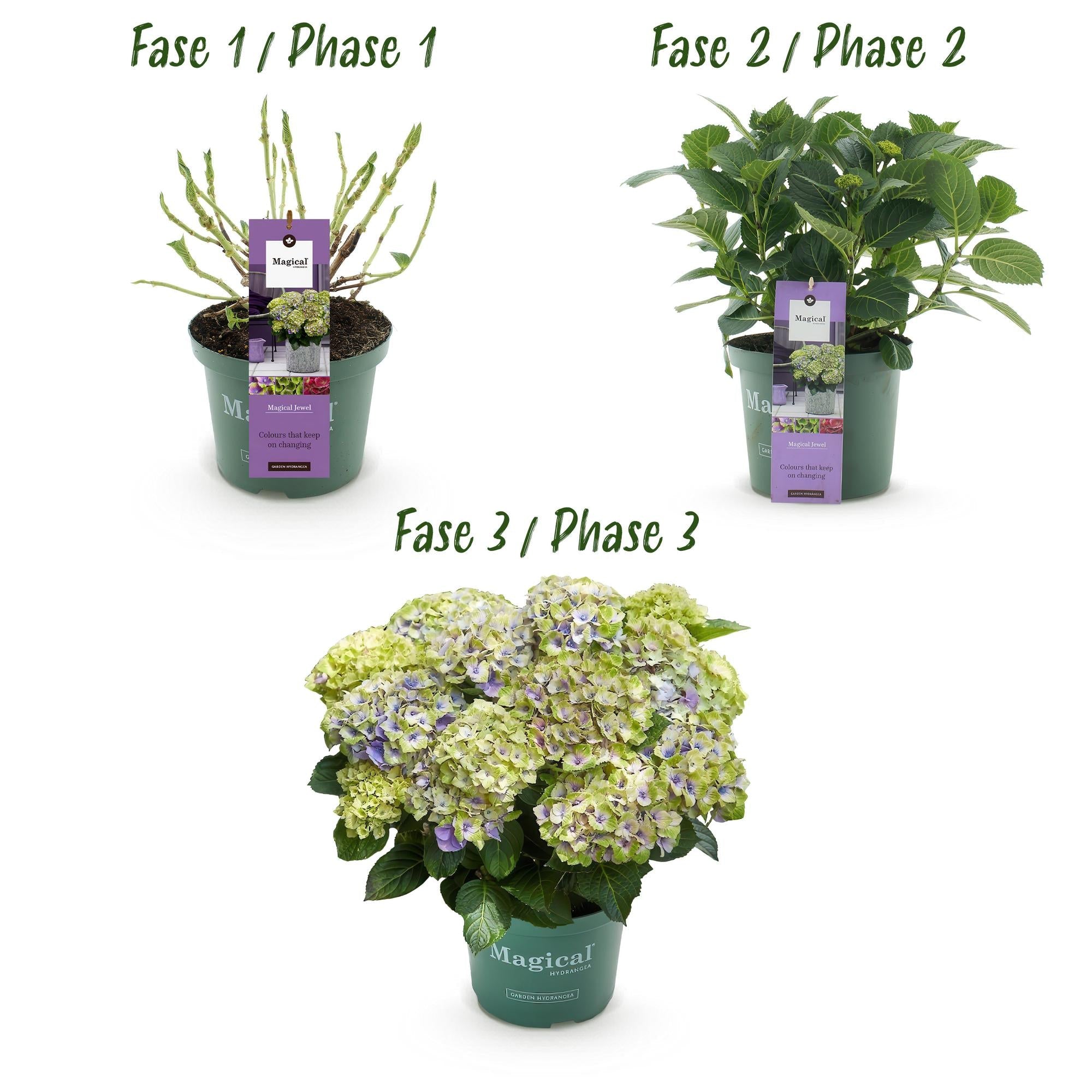 green-guardia-magical-jewel-blue-hortensie-blau-23cm-1x image 4