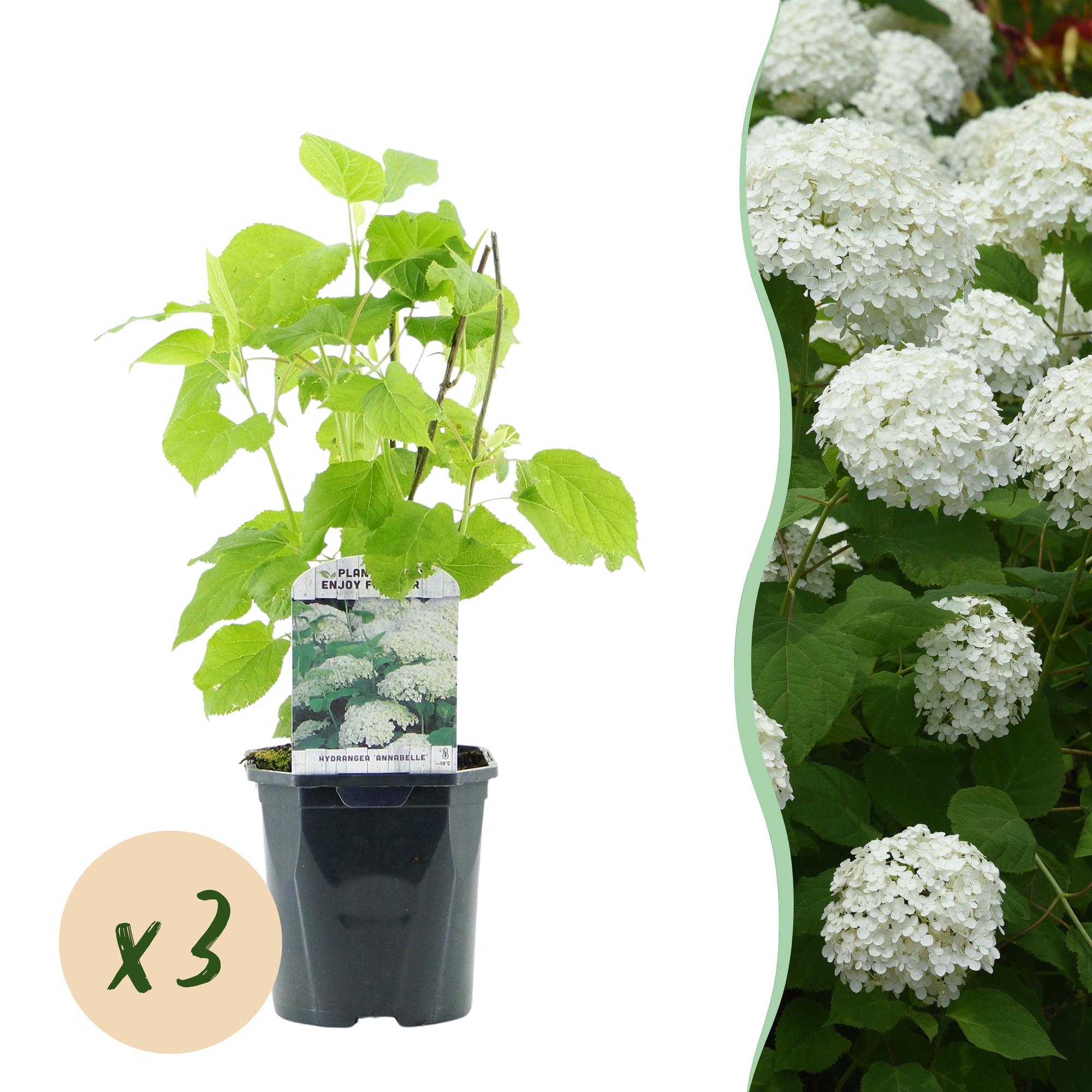 green-guardia-annabelle-hortensie-wei-17-cm-topf-50-cm image 1