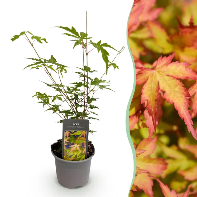 green-guardia-acer-sangokaku-f-cherahorn-12cm-topf-gr-n image 1
