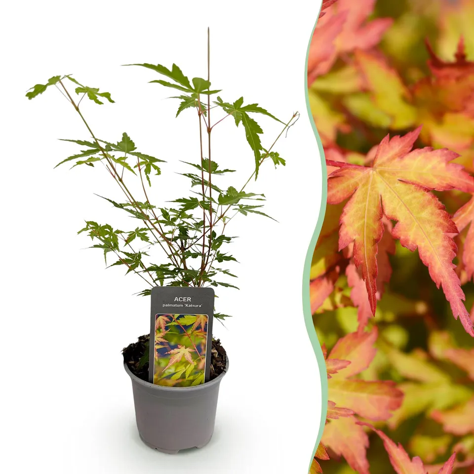 green-guardia-acer-sangokaku-f-cherahorn-12cm-topf-gr-n image 1