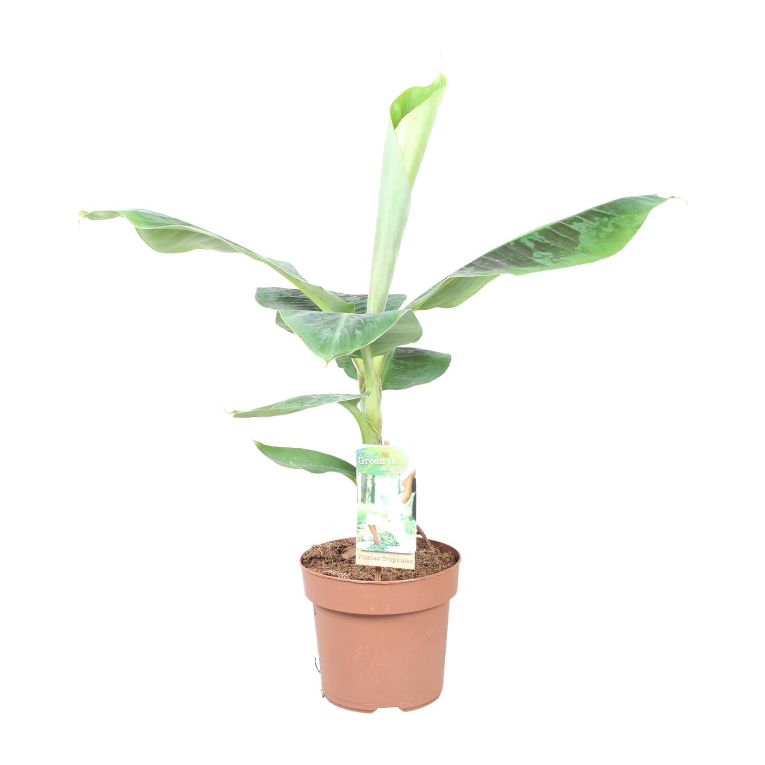 green-guardia-unsere-pflanzen-musa-dwarf-cavendish-bananenpflanze-60cm image 1
