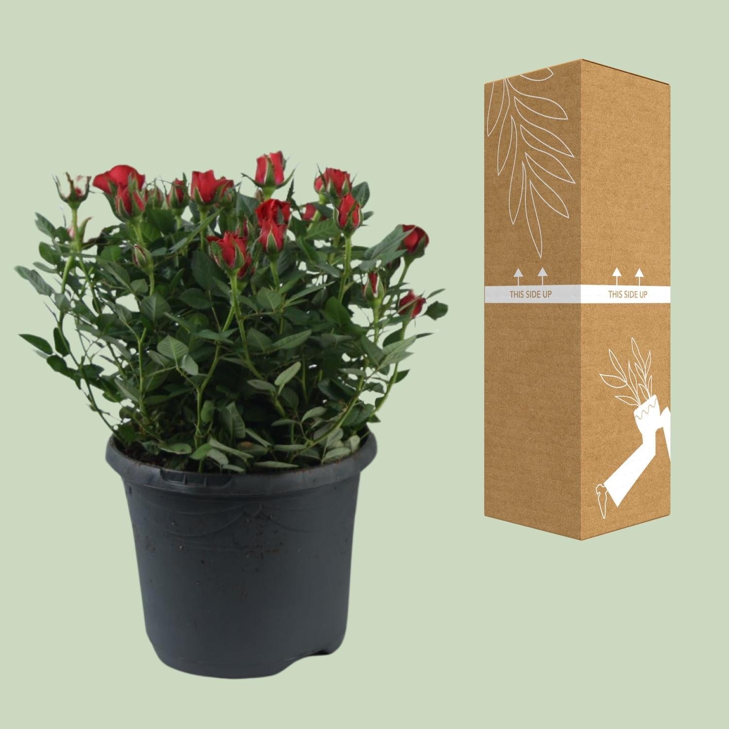 green-guardia-beetrose-jewel-patio-hot-17-cm-topf-30-cm image 3