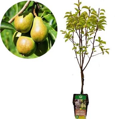 green-guardia-birnbaum-conference-obstbaum-21cm-90cm image 1