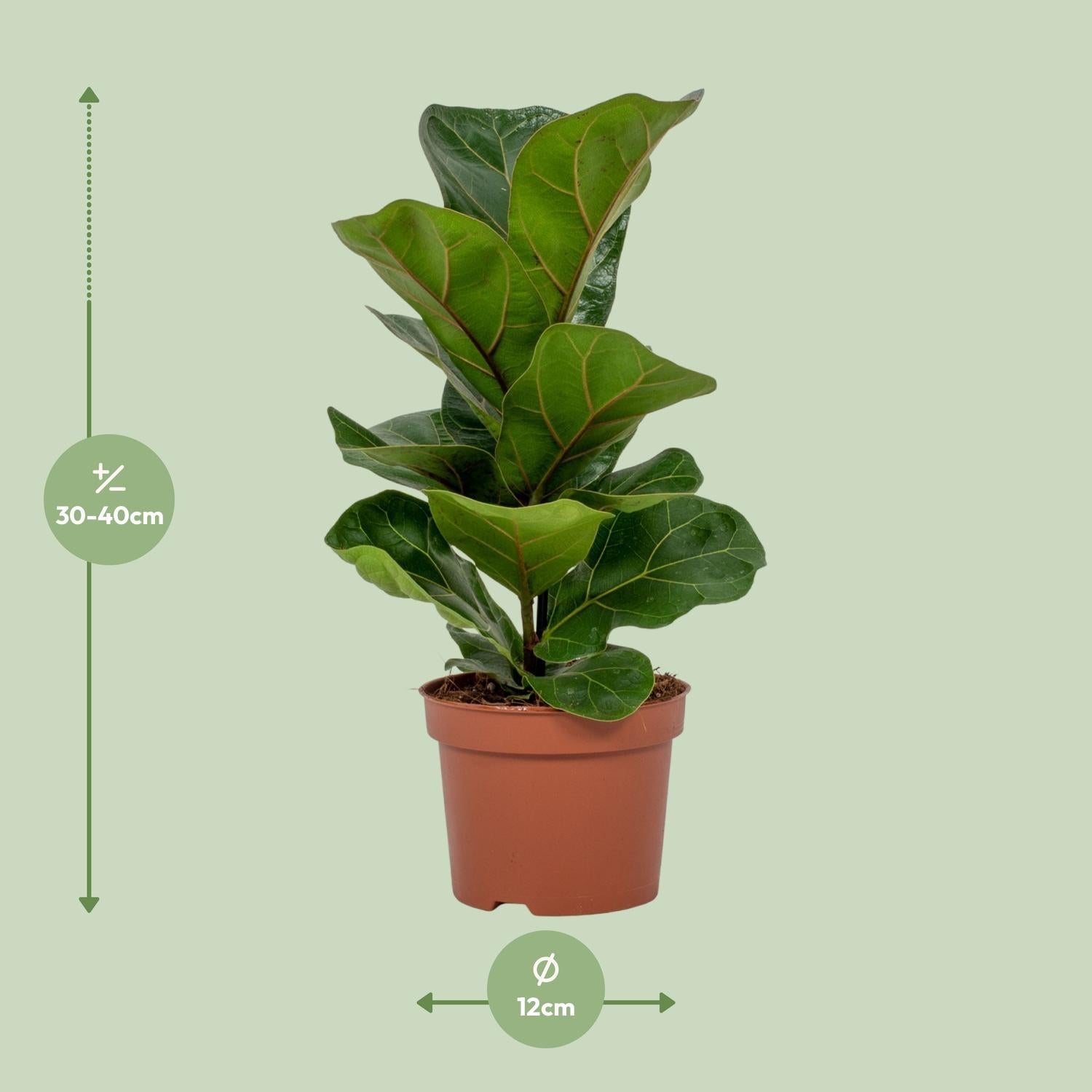 green-guardia-unsere-pflanzen-ficus-lyrata-geigenfeige-12cm-30cm image 4