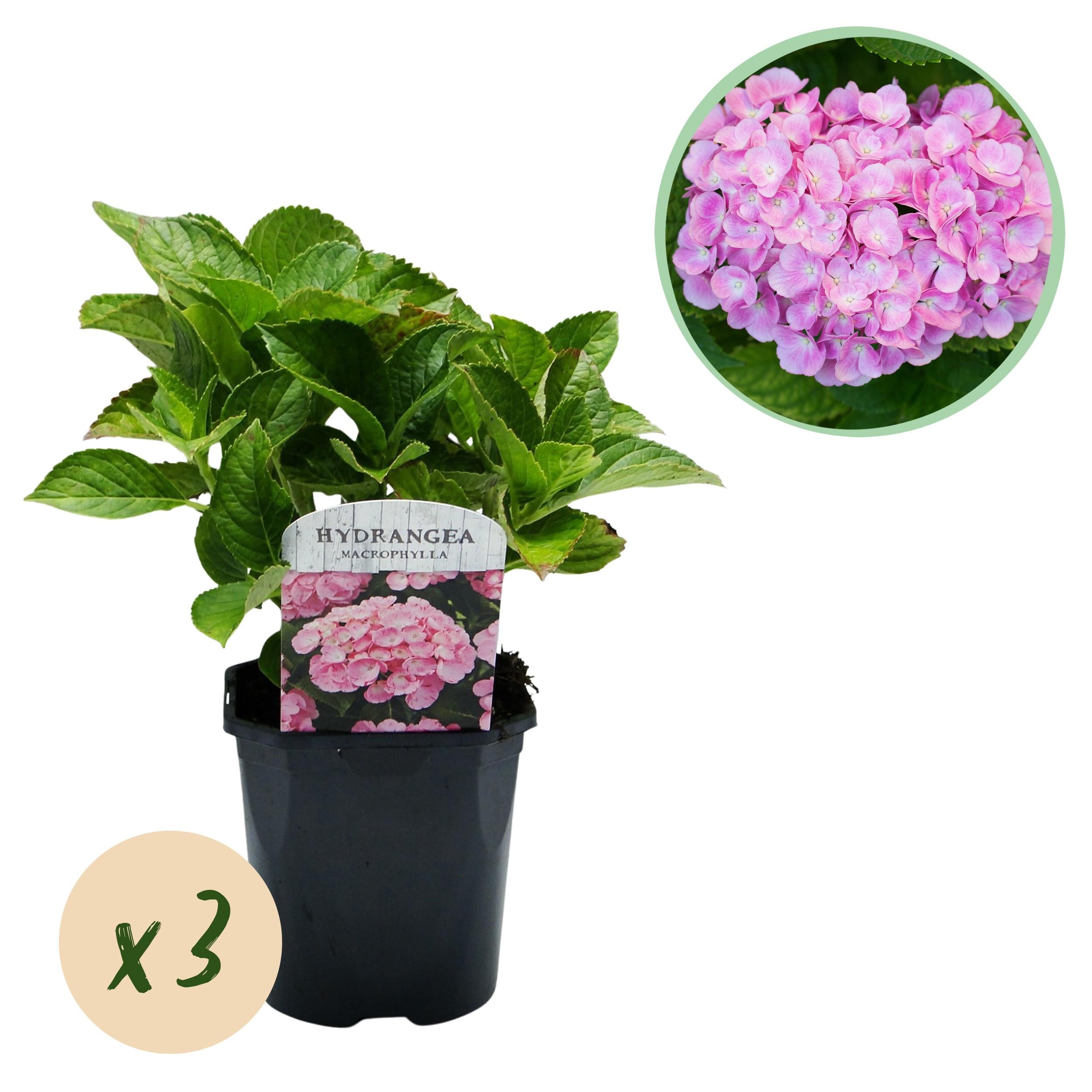 green-guardia-hydrangea-hortensie-3-pflanzen-blau-30-cm image 2