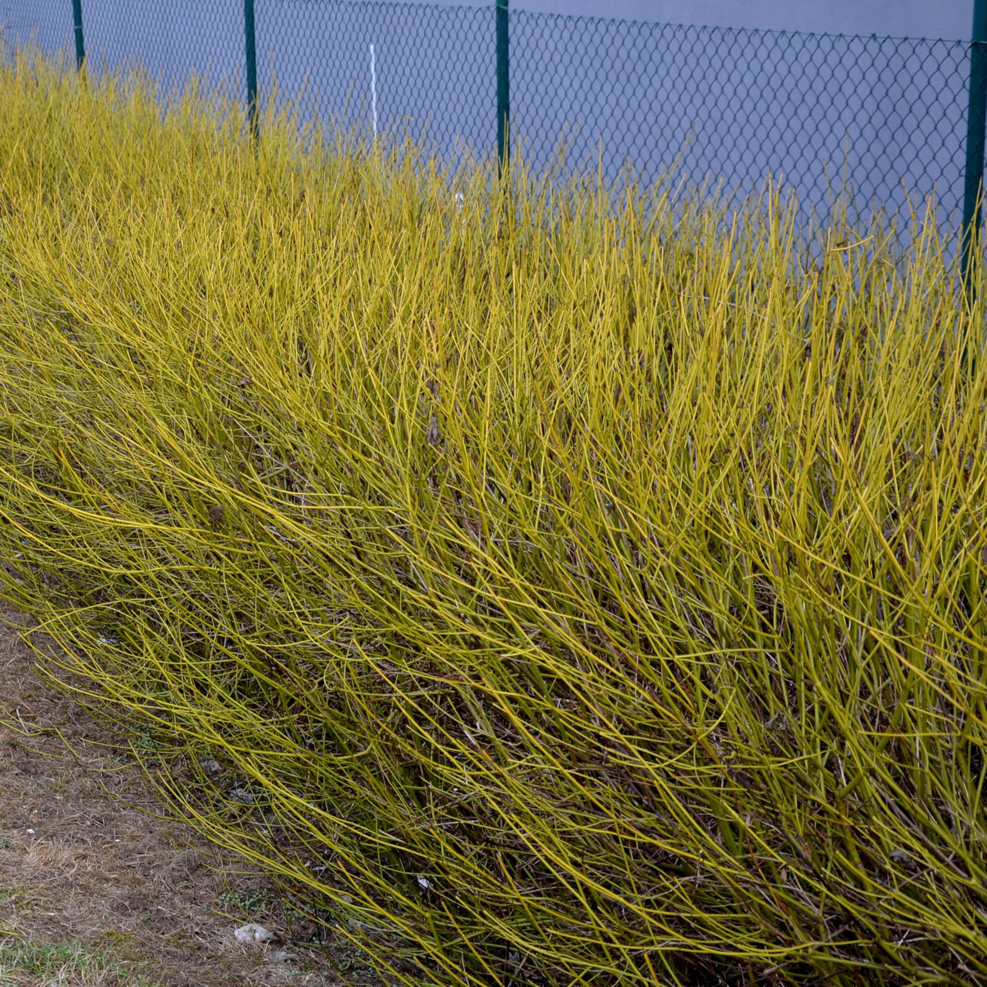 green-guardia-cornus-alba-flaviramea-strauch-45-cm-topf image 4