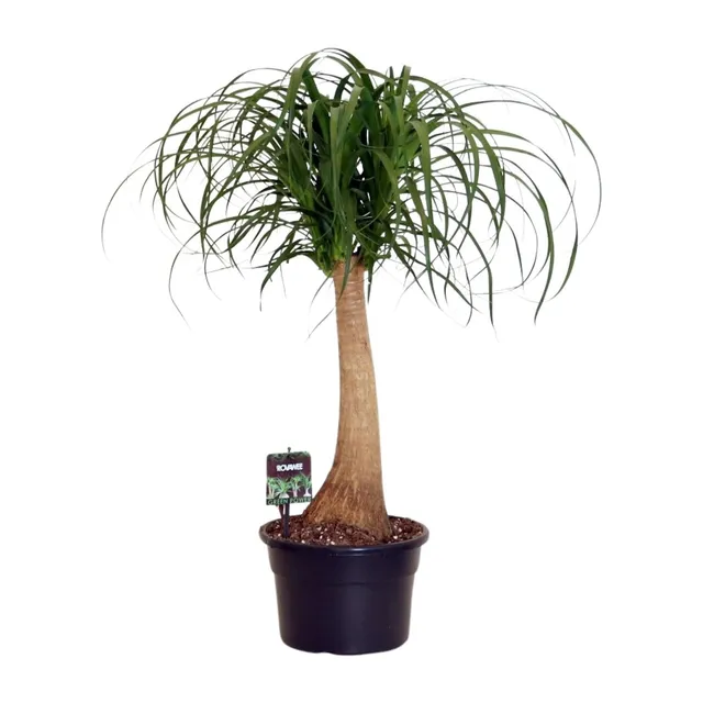 green-guardia-unsere-pflanzen-beaucarnea-elefantenfu-60cm-pflegeleicht image 1