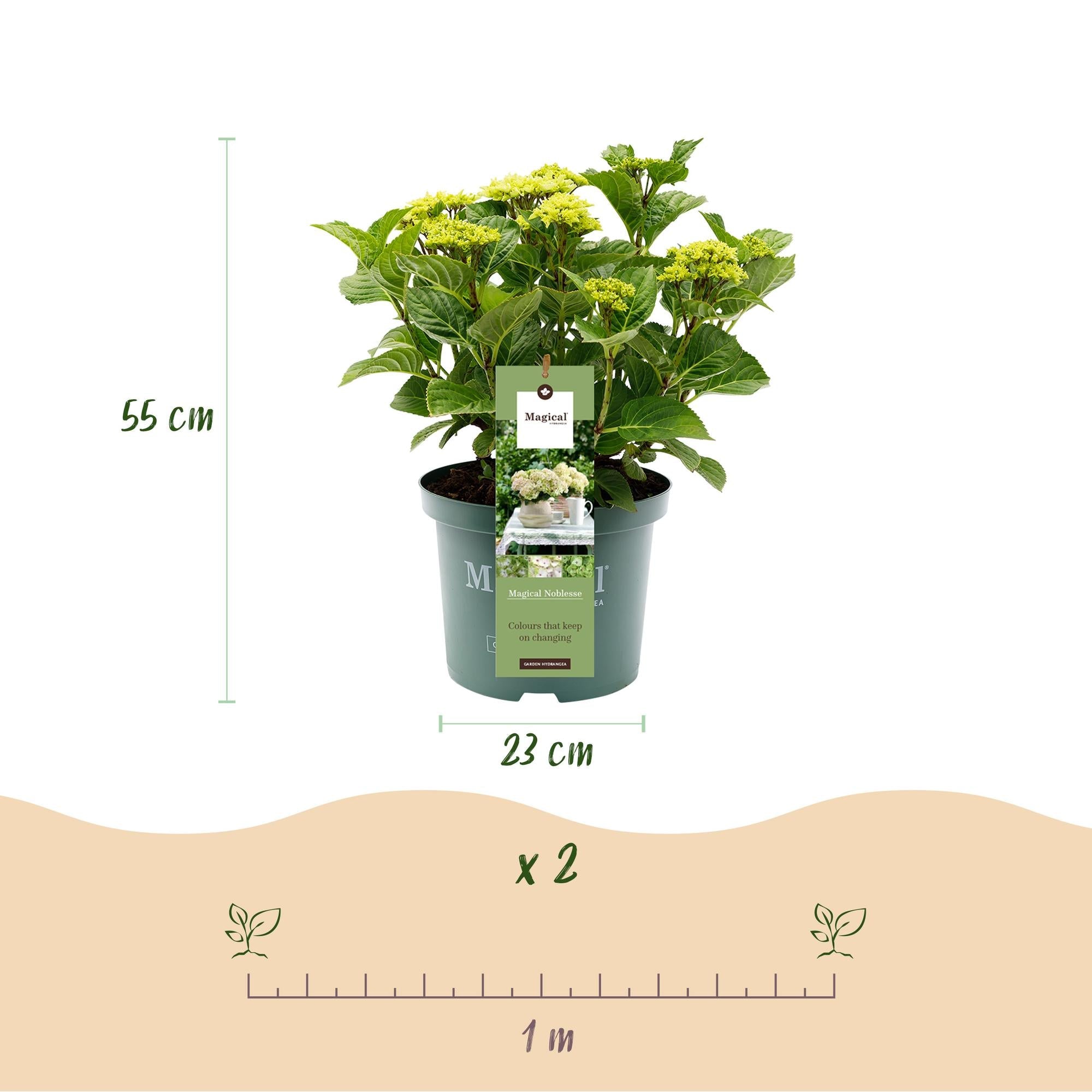 green-guardia-hortensie-magical-nobless-wei-23cm-winterhart image 2