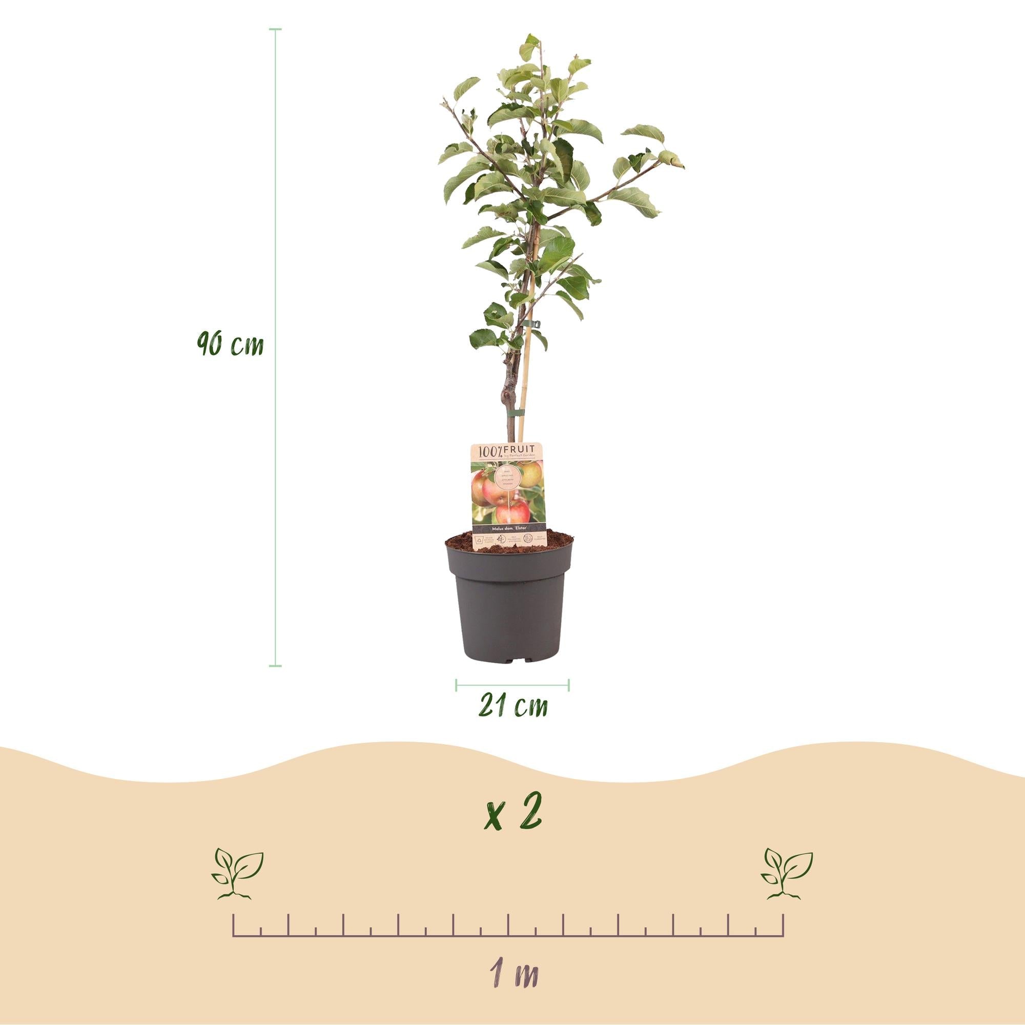 green-guardia-malus-domestica-elstar-apfelbaum-90cm-topf image 3