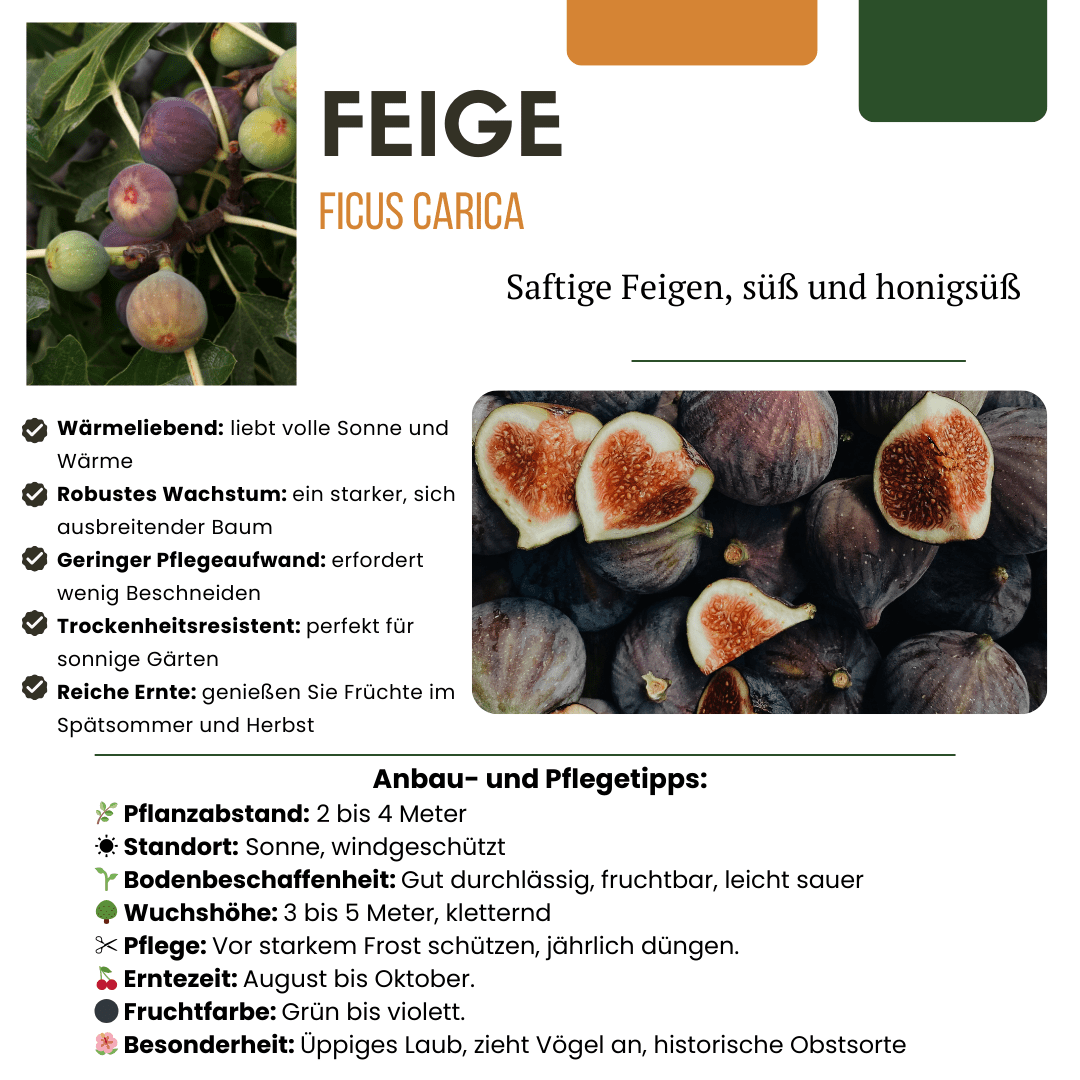 green-guardia-unsere-pflanzen-bio-feigenbaum-feigenpflanze-13-cm-bio image 3
