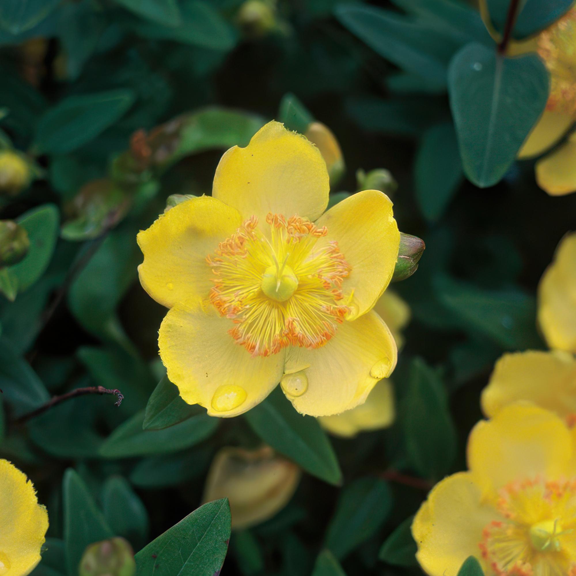green-guardia-unsere-pflanzen-hypericum-calycinum-bodendecker-6x-9cm image 4