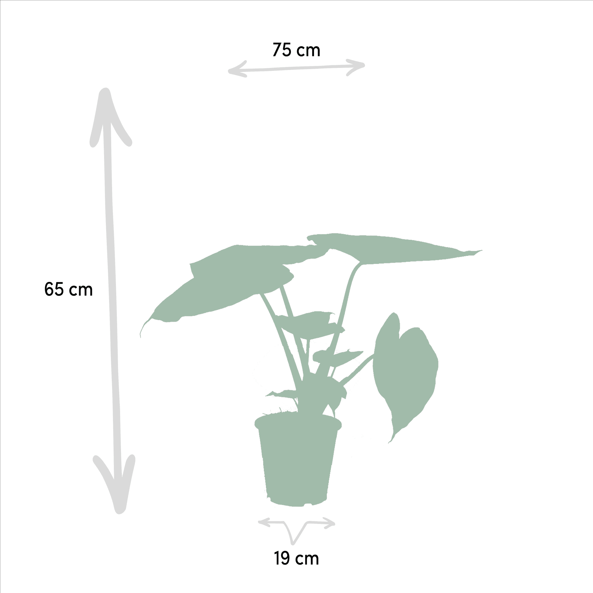 green-guardia-unsere-pflanzen-alocasia-elefantenohr-zimmerpflanze-2er-set-60-cm image 3