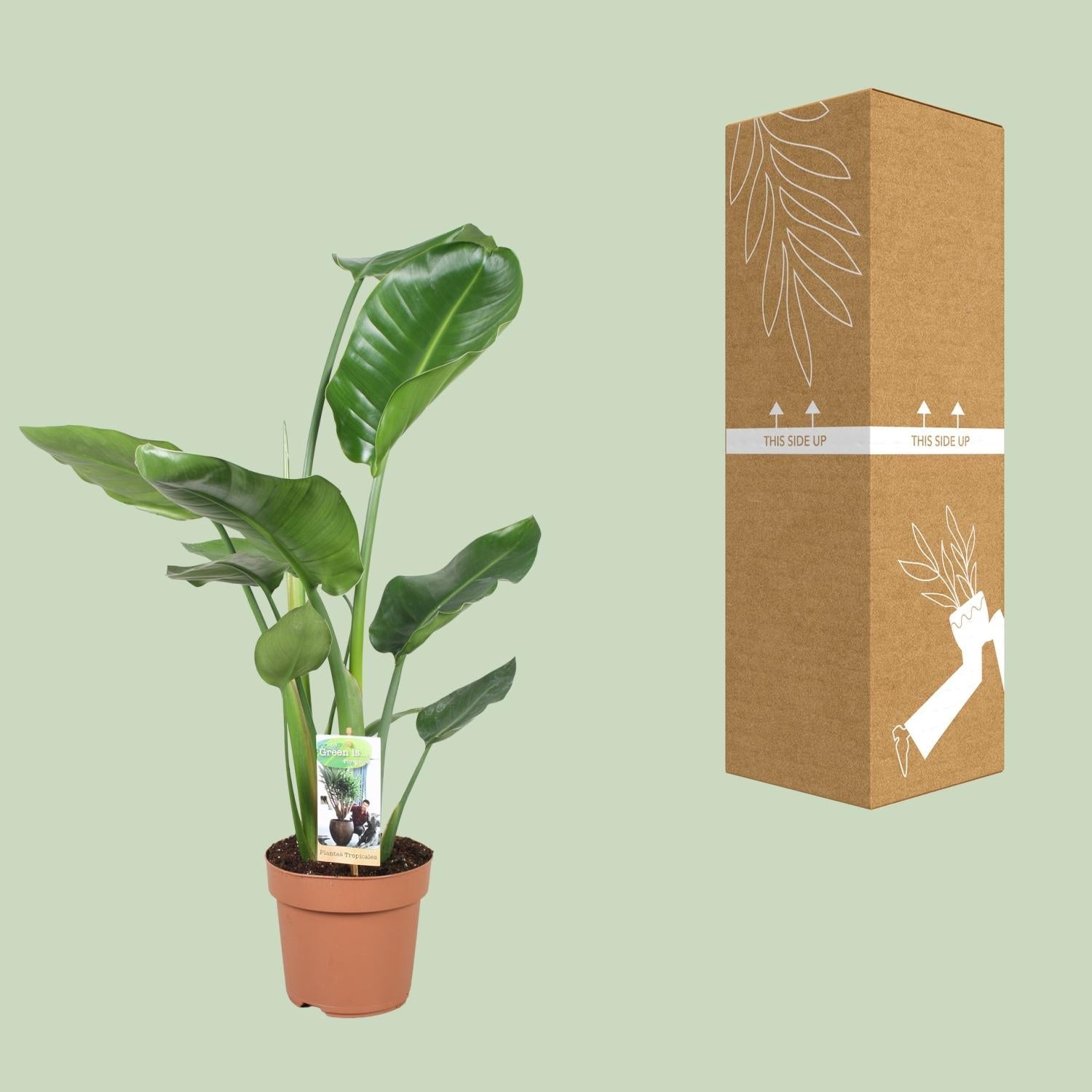 green-guardia-unsere-pflanzen-strelitzia-nicolai-90-cm-wei-e-bl-te-zimmerpflanze image 2