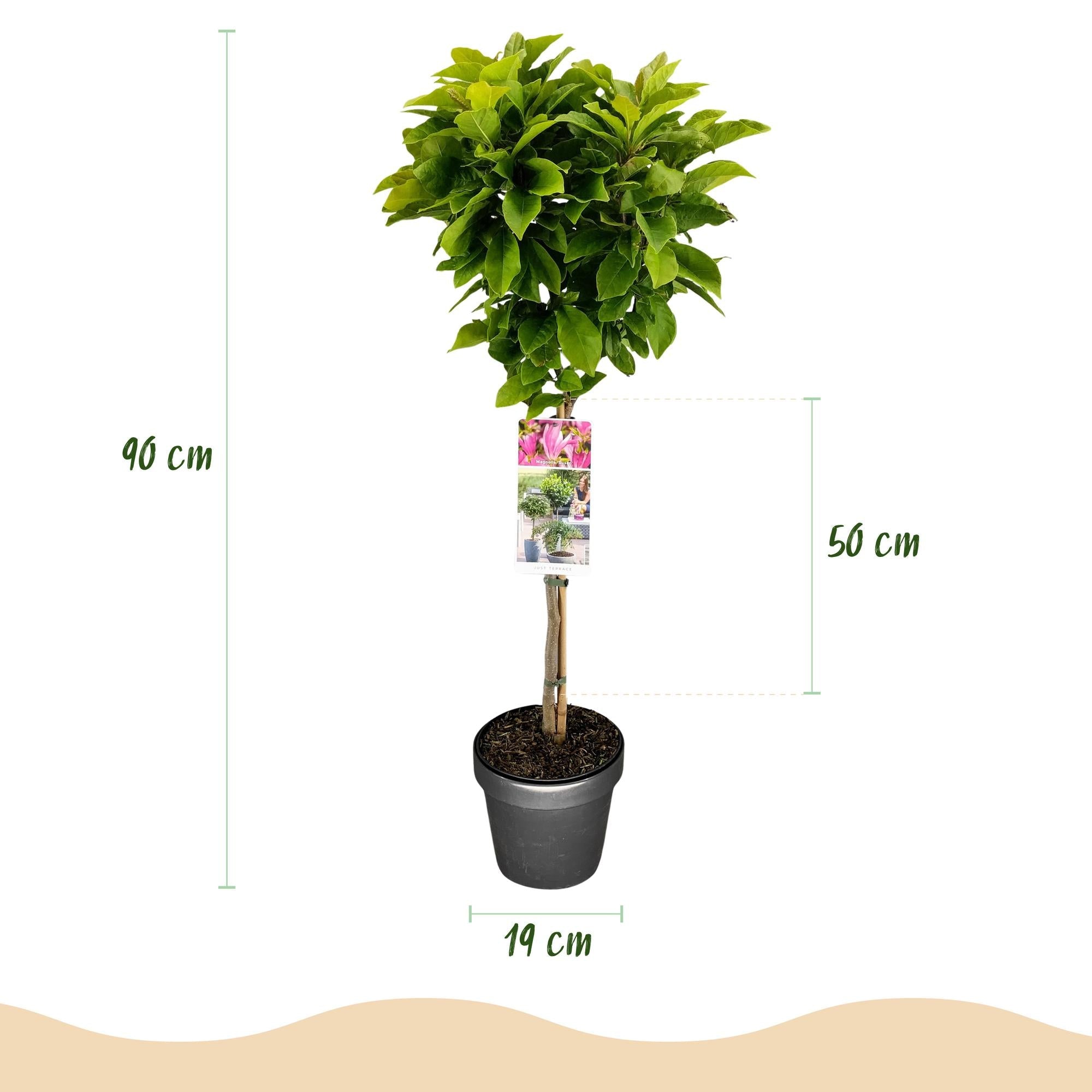 green-guardia-magnolia-susan-rosa-19-cm-topf-90-cm image 2