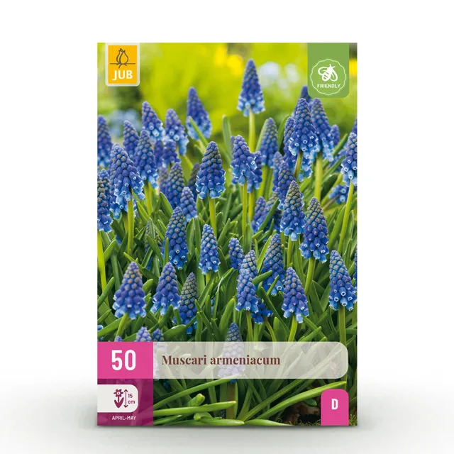 green-guardia-muscari-blumenzwiebeln-blau-50-st-ck image 1